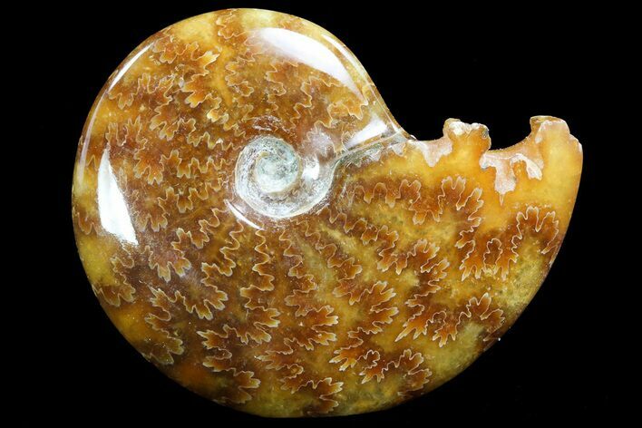 Polished, Agatized Ammonite (Cleoniceras) - Madagascar #73246